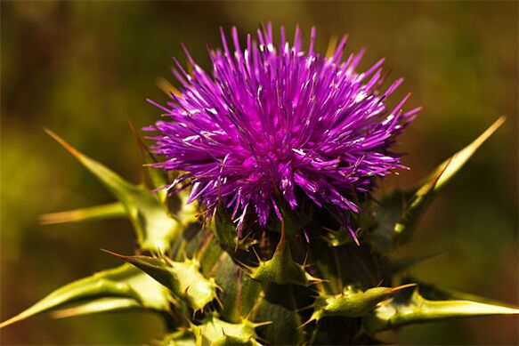 Thistle helps in the absence of male hormone in the body