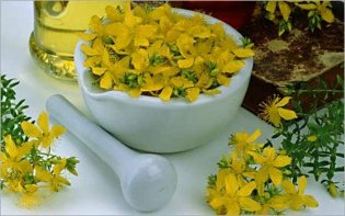 Recipes from the st. john's wort to improve erection